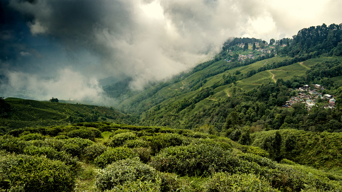Tea garden Darjeeling - Wish Bone India